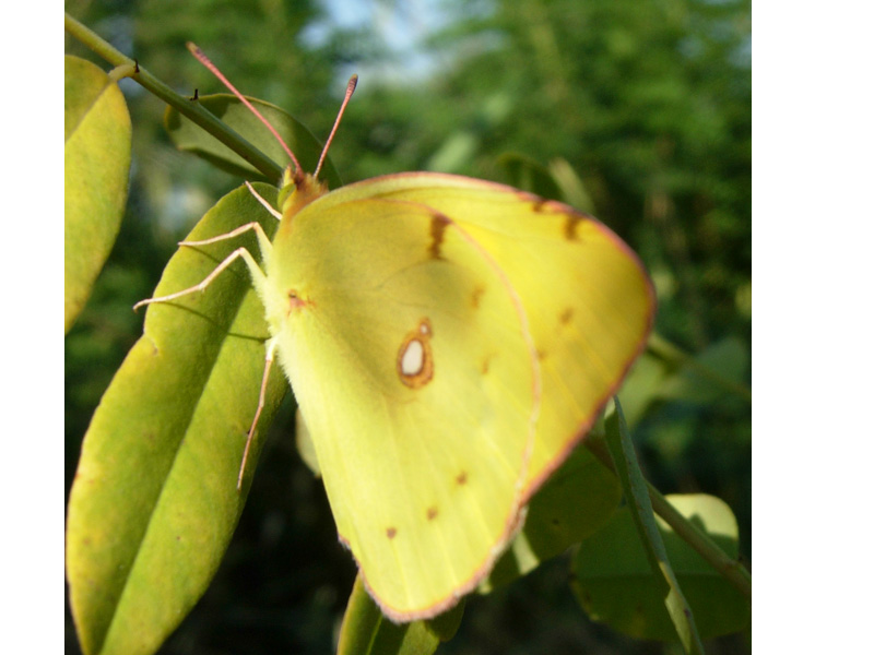 Colias crocea